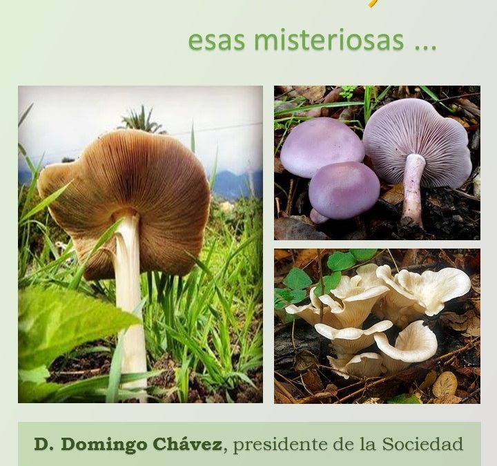 CONFERENCIA Miércoles 19 Octubre a las 19:00 H en MAC "Setas en Canarias, esas misteriosas…"D. Domingo Chávez, presidente de la Sociedad Micológica de Tenerife.